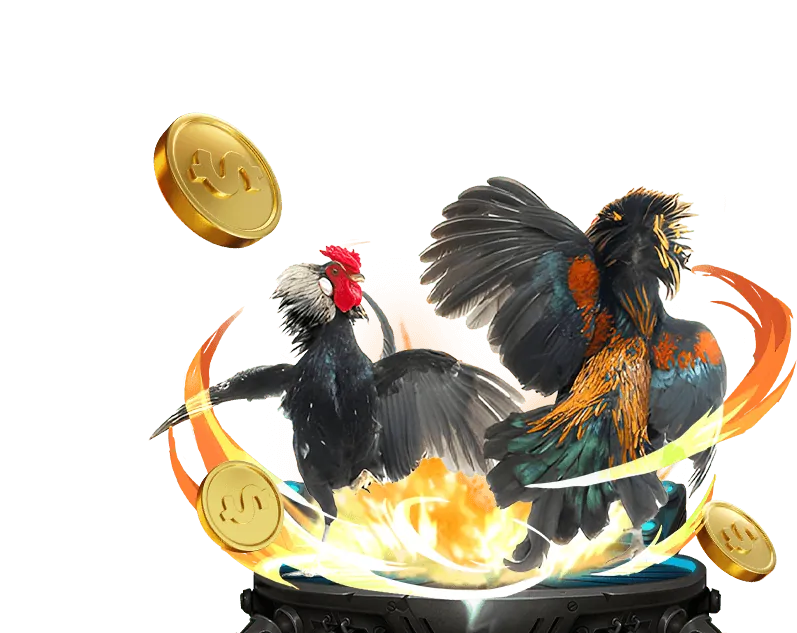 Hình ảnh sân đấu đá gà tre Thomo kịch tính